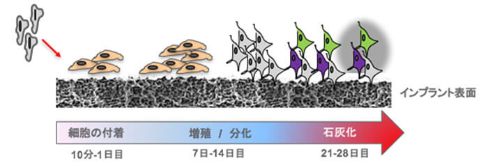 治療期間を3～4週間にしたメカニズム